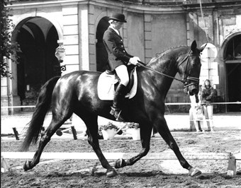 Vibeke Degn Andersen med Fortuna Enshøj
Dressurchampionaysfinalen for 6 års